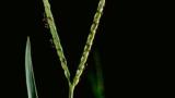 Grama de agua, Gramíneas anuales y perennes