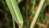 Grama de agua, Gramíneas anuales y perennes