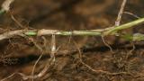 Grama de agua, Gramíneas anuales y perennes