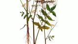 Zanahoria blanca, Dicotiledóneas perennes