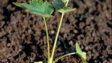 Zanahoria blanca, Dicotiledóneas perennes