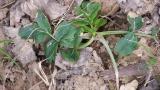 Zanahoria blanca, Dicotiledóneas perennes