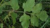 Chirivia bombardera, Dicotiledóneas perennes