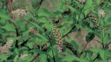 Hierba carmin, Dicotiledóneas perennes