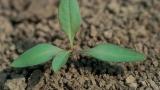 Hierba carmin, Dicotiledóneas perennes