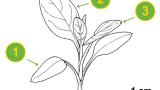 Hierba carmin, Dicotiledóneas perennes