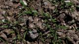 Corónopo, Dicotiledóneas perennes