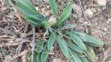 Llantén menor, Dicotiledóneas perennes