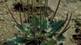 Llantén mayor, Dicotiledóneas perennes