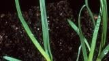 Poa, Gramíneas anuales y perennes