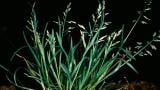 Poa, Gramíneas anuales y perennes