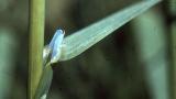 Poa, Gramíneas anuales y perennes