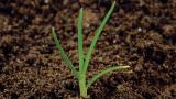 Poa, Gramíneas anuales y perennes