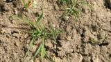 Poa, Gramíneas anuales y perennes