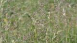 Poa, Gramíneas anuales y perennes