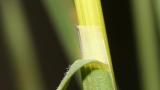 Poa, Gramíneas anuales y perennes