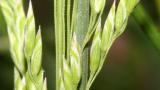 Poa, Gramíneas anuales y perennes