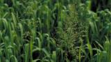 Poa, Gramíneas anuales y perennes