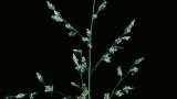 Poa, Gramíneas anuales y perennes