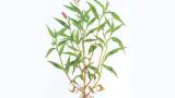Persicaria, Dicotiledóneas anuales