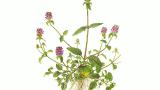 hierba del podador, Dicotiledóneas perennes