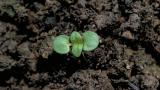 hierba del podador, Dicotiledóneas perennes
