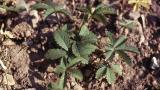 Cincoenrama, Dicotiledóneas perennes