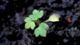 Ranúnculo de prado, Dicotiledóneas perennes