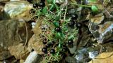 Agarrarropa,, Dicotiledóneas perennes