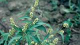 Persicaria acederifolia, Dicotiledóneas anuales