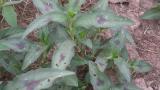 Persicaria acederifolia, Dicotiledóneas anuales