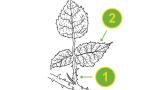 Zarza, Dicotiledóneas perennes