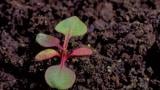 Acetosa, Dicotiledóneas perennes