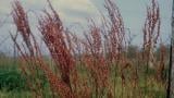 Romaza, Dicotiledóneas perennes