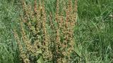 Romaza crespa, Dicotiledóneas perennes