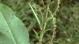 Romaza, Dicotiledóneas perennes