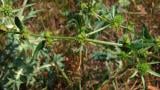 Romaza violín, Dicotiledóneas perennes