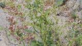 Romaza violín, Dicotiledóneas perennes