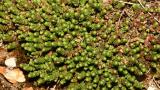 Uña de gato, Dicotiledóneas perennes