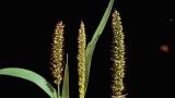 Almorejo, Gramíneas anuales y perennes