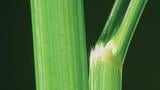Almorejo, Gramíneas anuales y perennes