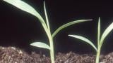 Almorejo, Gramíneas anuales y perennes