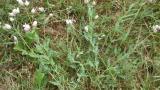 Collejas, Dicotiledóneas perennes