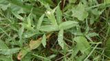 Collejas, Dicotiledóneas perennes