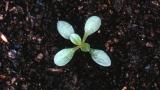 Collejas, Dicotiledóneas perennes
