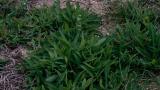 Cerraja  , Dicotiledóneas perennes