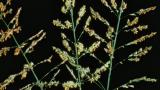 Cañota, Gramíneas anuales y perennes