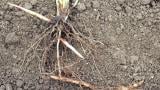 Cañota, Gramíneas anuales y perennes