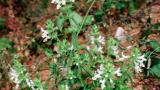 Herba vellosa, Dicotiledóneas anuales