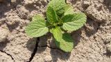Herba vellosa, Dicotiledóneas anuales